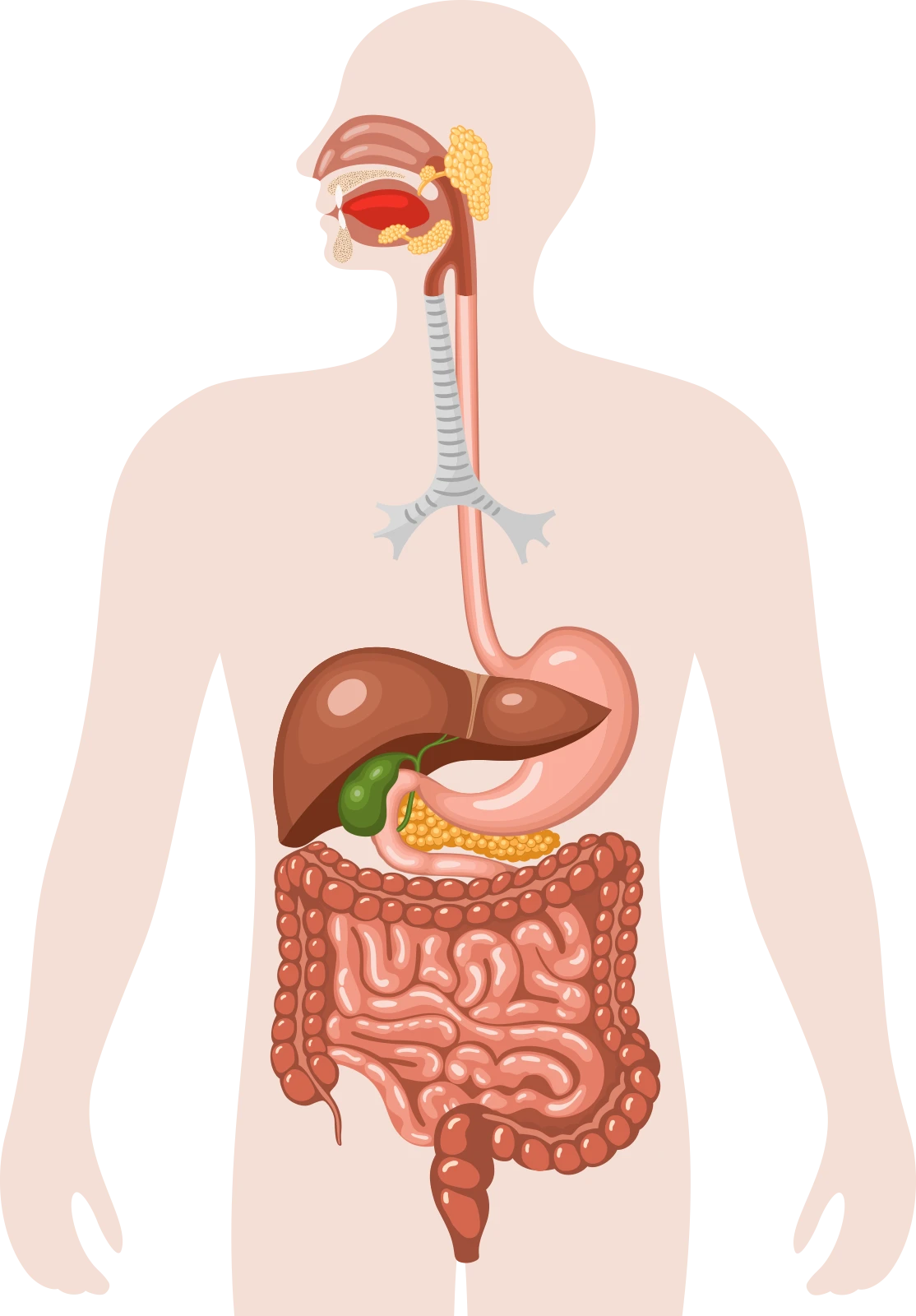 Anatomy